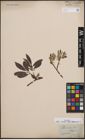 Foto von Salix cinerea L. x Salix lapponum L.